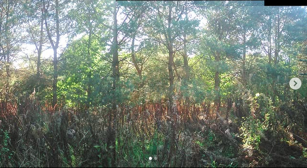 Wechsel in der Schlehen-Strategie